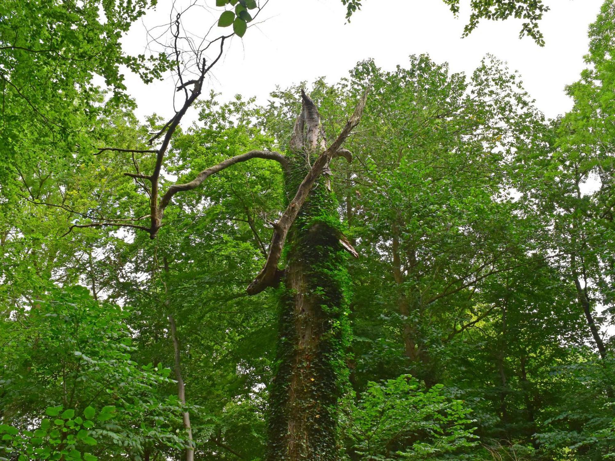 Ferienwohnung Im Gutshaus Alt Krassow Inmitten Der Natur Lalendorf Zewnętrze zdjęcie